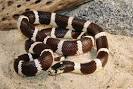 California king snake -- Britannica Online Encyclopedia