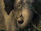 Asian Elephants, Asian Elephant Pictures, Asian Elephant Facts ...