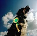 HowStuffWorks "How DOG SHOWs Work"