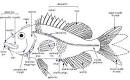 FLMNH Ichthyology Department
