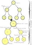 sobre la <b>espermatogénesis</b>.