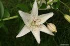 Asiatic Lilies