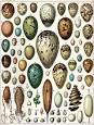 Egg (biology) - Wikipedia, the free encyclopedia