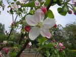 apple tree in blossom (apple - via Daymix