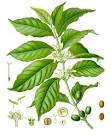 Coffee plant