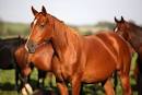 A Voice 4 Animals: Horses Could Soon Be Slaughtered for Meat in US ...