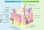 <b>Skin</b> - Wikipedia, the free encyclopedia