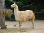 LLAMA stock by A68Stock on DeviantArt