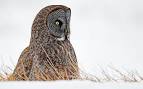 Great Grey Owl Great Grey Owl - via Daymix