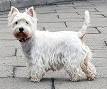 220px-West_Highland_White_ ...