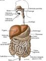 No intestino delgado, ocorre a