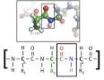 <b>Protein</b> - Wikipedia, the free