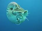My Science World!: Nautilus, Cephalopod, Mollusk