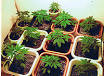 Cannabis cultivation - Wikipedia, the free encyclopedia
