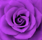 Purple Roses - Purple Photo (21933063) - Fanpop fanclubs