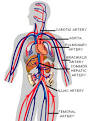 <b>Artery</b>