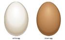 brown egg picture , free photo sharing