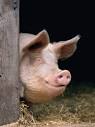Buy Pigs Posters UK at Posters.