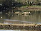 Artificial island , tidal mill pond, Forder Creek - via Daymix