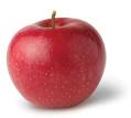 New York State Fruit - APPLE