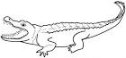 Alligator coloring page