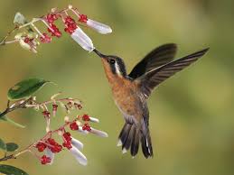 hummingbirds