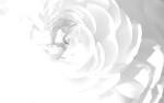 White Rose Wallpaper