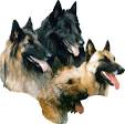Le Club Français du Chien de Berger Belge.