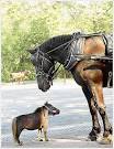 The Smallest Animals