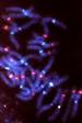 <b>Diploidy</b> is important in