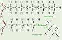 Lipids