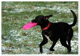 Frisbeespiel - Bild \u0026amp; Foto von Kathrin Gehlen aus Hunde ...