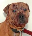 HowStuffWorks "Dogfighting Terms"
