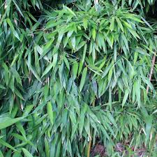 images?q=tbn:ANd9GcS2NCY-86L-4Y4ai2fxtA3OQI02eV2ru9AryYYvsWIU97kQ2-Igag