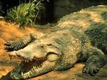Crocodile And Alligator 2419   Crocodile and Alligator Wallpaper