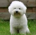 Bichon Frise - Information and Pictures