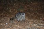 File:Racoon (20091106).JPG - Wikimedia Commons