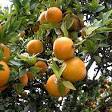 Citrus Aurantium Extract Powder - China Citrus Aurantium Extract ...