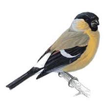 Female bullfinch