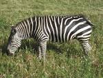File:Grants Zebra.jpg - Wikipedia, the free encyclopedia