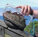  Abalone Sizes | Dimensions Guide