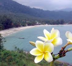 African Flower Frangipani