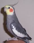 IMVU: Group: Cockatiel Lover group