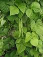 Phaseolus vulgaris - Wikipedia, the free encyclopedia