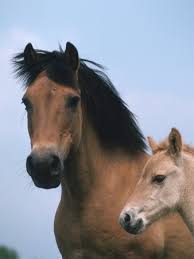  Horse, Pony, the Development of
