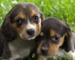 Beagle puppies wallpaper - 1280x1024 wallpaper download -
