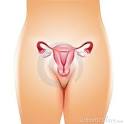 Royalty Free Stock Image: Female Uterus Fallopian Tubes