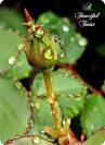 A Fanciful Twist: Cuz, we are Living in a Hummingbird World, and I ...