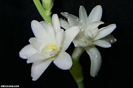 images?q=tbn:ANd9GcS31WPsYHzZPYBWMaRsIGeh3VRh-X9yE9XLQ69joilp9ZRuo_QpBw