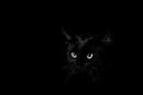 http://4.bp.blogspot.com/_GF0KEy-tqTo/TS2ptG28P0I/AAAAAAAABzA/QNY-DJZh7_c/s1600/black_cat.jpg